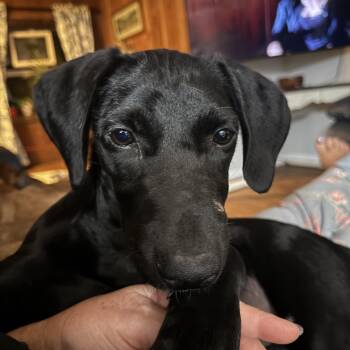 Dolly -  Black Labrador Retriever and Hound Dog for Adoption in Alexandria, Louisiana - Dolly | PetCurious