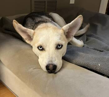 Sparkle -  Cattle Dog and Husky Dog for Adoption in Chatham, New Jersey - Sparkle | PetCurious