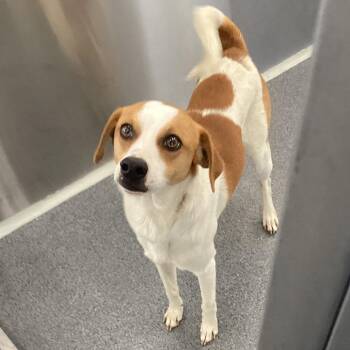 Rat Terrier and Jack Russell Terrier Dogs Available for Adoption - Bobo | PetCurious