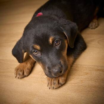 Beagle Dogs Available for Adoption - Dallas D68535 | PetCurious