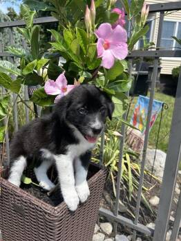 Miss Luna -  Newfoundland Dog Dog for Adoption in Willingboro, New Jersey - Miss Luna | PetCurious