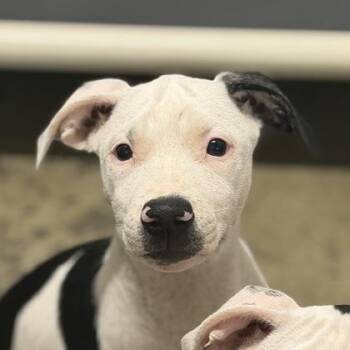 Willow -  Pit Bull Terrier Dog for Adoption in Sacramento, California - Willow | PetCurious