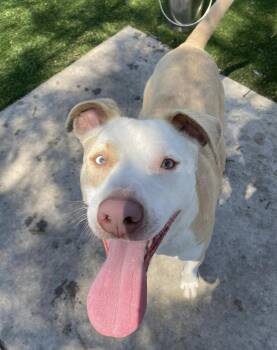 Rescue American Staffordshire Terrier and Australian Cattle Dog Blue Heeler Dogs for Adoption in San Francisco, California - Snow | PetCurious