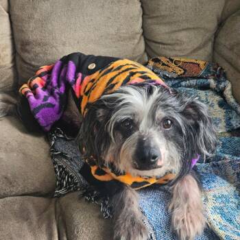 Chinese Crested Dog Dogs Available for Adoption in Parkton, Maryland - Brad | PetCurious