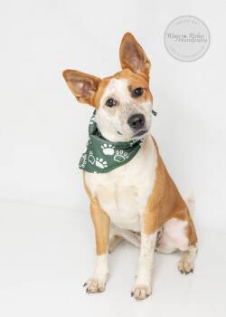 Amy -  Australian Cattle Dog Blue Heeler and Basenji Dog for Adoption in Tuscaloosa, Alabama - Amy | PetCurious