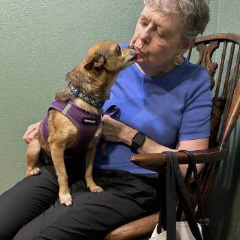 Rescue Chihuahua Dogs for Adoption in Savannah, Georgia - Bubba | PetCurious