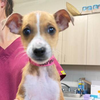 Dana -  Mixed Breed Dog for Adoption in Englewood, Florida - Dana | PetCurious