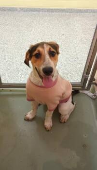 Mixed Breed Dogs Available for Adoption - Glory | PetCurious