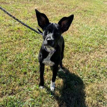 Coco -  Mixed Breed Dog for Adoption in Corinth, Mississippi - Coco | PetCurious
