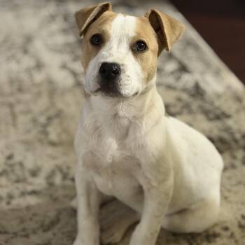 Pit Bull Terrier and Hound Dogs Available for Adoption - Odie (200.00 Adoption Fee) | PetCurious