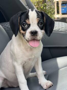 Wilma -  Mixed Breed Dog for Adoption in Mount Pleasant, South Carolina - Wilma | PetCurious