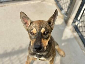 LEONARD -  German Shepherd Dog and Mixed Breed Dog for Adoption in Tulsa, Oklahoma - LEONARD | PetCurious