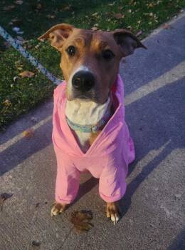 Rescue Mixed Breed Dogs for Adoption in Clinton, Michigan - Izzy | PetCurious