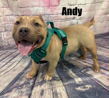 Andy -  English Bulldog Dog for Adoption in Quincy, Michigan - Andy | PetCurious