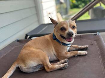 Sid -  Chihuahua and Mixed Breed Dog for Adoption in Marion, Texas - Sid | PetCurious