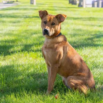 Mindy -  Mixed Breed Dog for Adoption in Dearborn, Michigan - Mindy | PetCurious