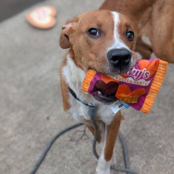 Forrest -  Labrador Retriever Dog for Adoption in Riverwoods, Illinois - Forrest | PetCurious
