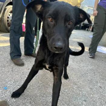 Nimbus -  Labrador Retriever Dog for Adoption in Austin, Texas - Nimbus | PetCurious