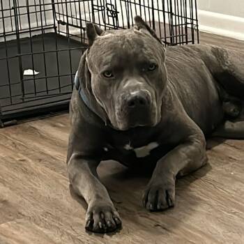 Rescue Cane Corso Dogs for Adoption in Livingston, Texas - Zeke | PetCurious