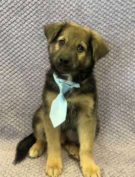 Lenny Lovely -  Shepherd and Jack Russell Terrier Dog for Adoption in Lodi, California - Lenny Lovely | PetCurious