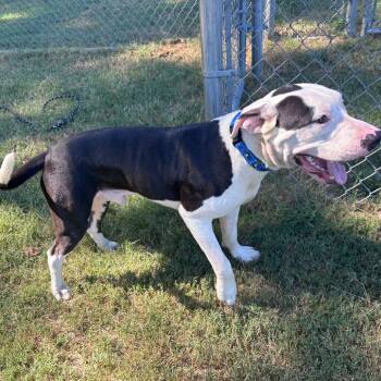 (Found) Bowie -  Pit Bull Terrier and Mixed Breed Dog for Adoption in Cabot, Arkansas - (Found) Bowie | PetCurious