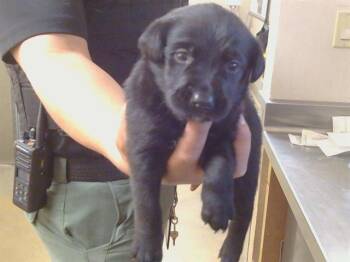 Labrador Retriever Dogs Available for Adoption in Sacramento, California - A913191 | PetCurious