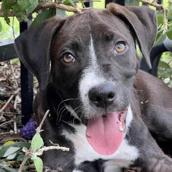 Riggs -  Hound Dog for Adoption in Charlotte, North Carolina - Riggs | PetCurious
