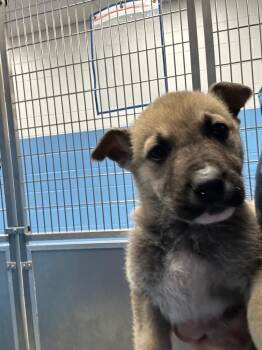 Shepherd Dogs Available for Adoption - Keanu (Kx4) | PetCurious