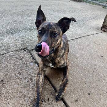 Tackle -  Shepherd and Mixed Breed Dog for Adoption in Brownsboro, Alabama - Tackle | PetCurious