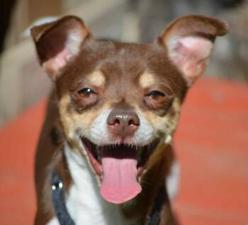 Rescue Chihuahua Dogs for Adoption in Boerne, Texas - Gordo | PetCurious
