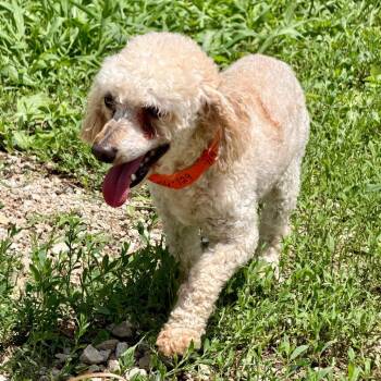 Speed MY26-129 -  Miniature Poodle Dog for Adoption in Peyton, Colorado - Speed MY26-129 | PetCurious