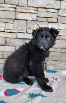 Retriever and German Shepherd Dog Dogs Available for Adoption in Yakima, Washington - Abyss | PetCurious