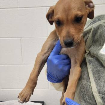 Mixed Breed Dogs Available for Adoption - Venice | PetCurious