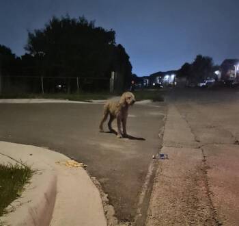 PADME -  Poodle Dog for Adoption in San Antonio, Texas - PADME | PetCurious