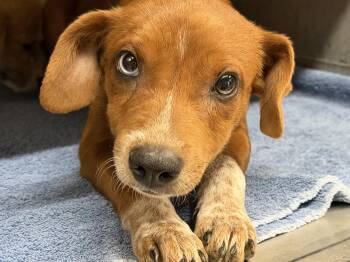 Cooper -  Australian Cattle Dog Blue Heeler and Hound Dog for Adoption in Concord, California - Cooper | PetCurious