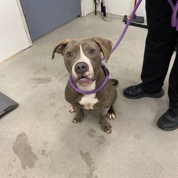 Pit Bull Terrier Dogs Available for Adoption - Thunder | PetCurious