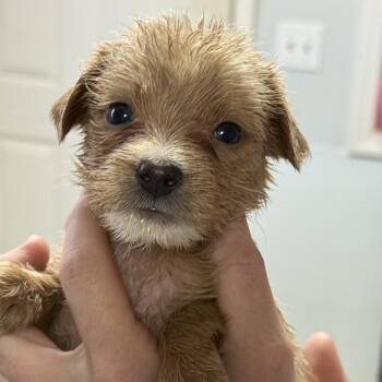 Raspberry Glazed -  Mixed Breed Dog for Adoption in Columbia, South Carolina - Raspberry Glazed | PetCurious