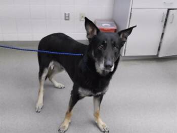 German Shepherd Dog and Mixed Breed Dogs Available for Adoption in Omaha, Nebraska - TOBIAS | PetCurious