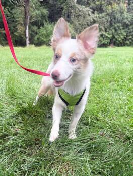 George -  Australian Shepherd and Shiba Inu Dog for Adoption in Wantage, New Jersey - George | PetCurious