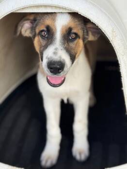 Rescue Cattle Dog Dogs for Adoption in Fort Lupton, Colorado - Oread | PetCurious