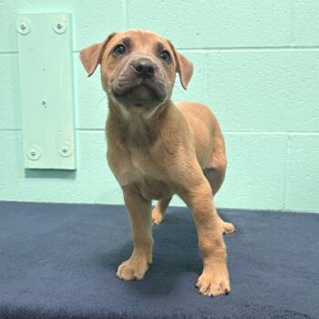 Shepherd Dogs Available for Adoption in Cabot, Arkansas - Grover Allen | PetCurious