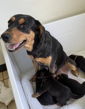 Rottweiler and Black And Tan Coonhound Dogs Available for Adoption in Mooresville, North Carolina - Mama Jewel | PetCurious