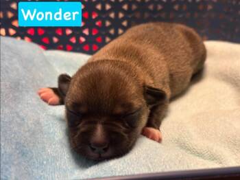 Wonder -  Chihuahua Dog for Adoption in Shawnee, Oklahoma - Wonder | PetCurious