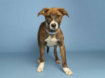 TYSON -  Hound Dog for Adoption in Phoenix, Arizona - TYSON | PetCurious