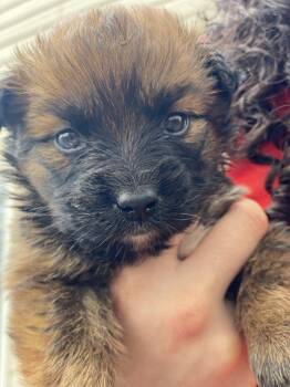 Australian Shepherd and Labrador Retriever Dogs Available for Adoption in Lewistown, Pennsylvania - Carly | PetCurious