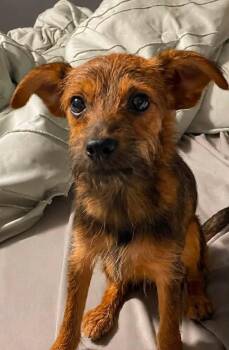 Unique -  Terrier Dog for Adoption in Russiaville, Indiana - Unique | PetCurious