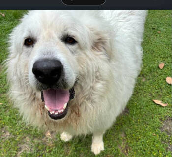 Rescue Great Pyrenees Dogs for Adoption in Quinlan, Texas - Kenai HTX | PetCurious