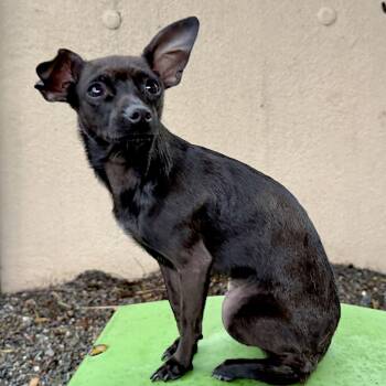 Chihuahua Dogs Available for Adoption - Veronica | PetCurious