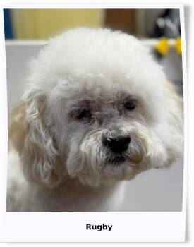 Rescue Bichon Frise Dogs for Adoption in Tulsa, Oklahoma - Rugby - IL | PetCurious