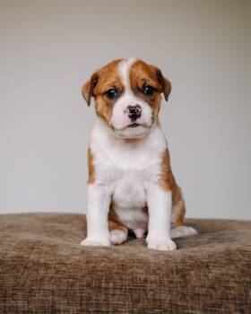 Pug and Terrier Dogs Available for Adoption in Simsbury, Connecticut - Colt | PetCurious